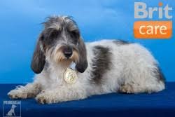 Image result for malý vendéeský hrubosrstý honič