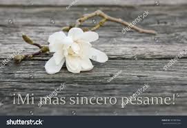 Spanish Mourning Card White Magnoliasincere Condolencesspanish Stock Photo  187887866 | Shutterstock