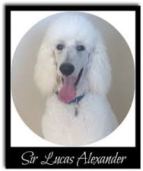 Meet ginger, cute, adorable, sweet, part english cutie. White Standard Poodle Puppy Introduced To New Home