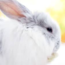 How much does a rabbit scale weigh? 47 Rabbit Breeds To Keep As Pets