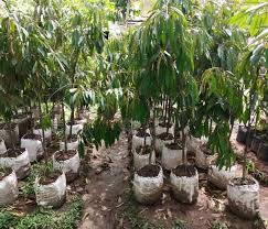 Jika anda berminat membudidayakan durian musang king anda dapat mengunjungi pusat pembibitan bibit durian unggul nasional milik bpk. Jual Bibit Durian Unggul Bawor Musangking Duri Hitam