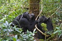 Image result for Neoboutonia