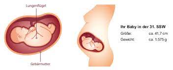 Das kleine nimmt weiterhin schnell an gewicht zu. 31 Ssw Schwangerschaftswoche Baby Grosse Gewicht In 31 Ssw
