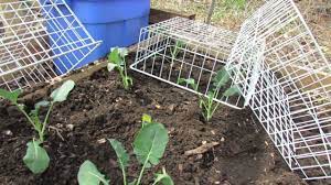 How to protect garden from rabbits. Protect Your Garden Greens Plants From Rabbits Thrift Store Shopping Youtube