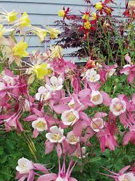 Image result for Aquilegia pompom mix