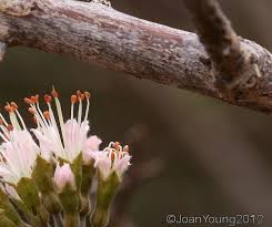 Image result for Combretum mossambicense