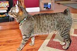 Manx Cat Wikipedia