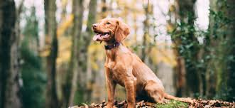 The place is really welcoming and one of the staff particularly is.sylvia daim (16.09.2017 10:20) it is perhaps the place in kk to get all supplies and needs for your pets, especially if you have aquatic pets. Conscientiously Sourced Pet Foods All The Best Pet Care