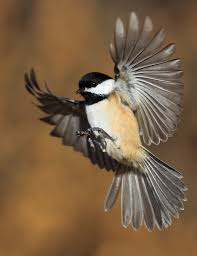 See birds in flight stock video clips. Birds Flying Photography Birds Flying Bird Photography