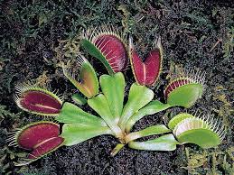 venus flytrap plant britannica