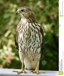 Birds Of Prey Western North Carolina Pin On Beautiful Birds