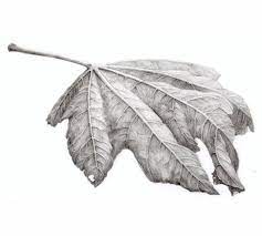 Pin On Art Botanical