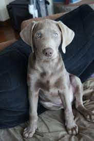 Harper Isn T He Beautiful 3 Months Old Dog Friends Silver Lab Puppies Dog Love