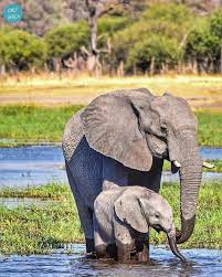 Mom Baby Elephant Getting A Drink Funny Wild Animals Animals Wild Baby Elephant