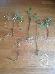 Propagation from cuttings and air layering will provide quicker results and the new plant will be true to the original plants. The Willow Water Way To Quick And Easy Propagation Grow Tend Cook Eat