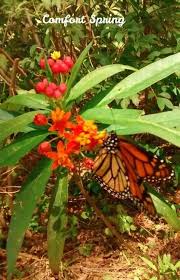 Eureka Springs Conservation Park Tampa Fl Butterfly Plants Botanical Gardens Eureka Springs Mexican gardens (southgate, michigan) | restaurant, bar. pinterest