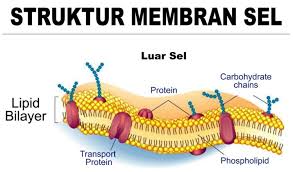 Pengertian, struktur, bagian, fungsi dan gambar. Gambar Sel Hewan Bagian Sel Hewan Dan Fungsinya
