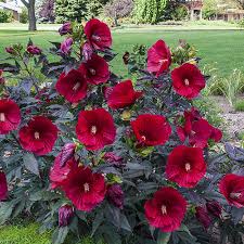 Image result for Hibiscus meyeri