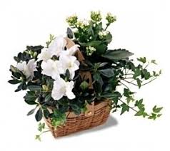 Maybe you would like to learn more about one of these? Denver Sympathy Planter