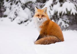 Die hintergrundbilder liegen in einer auflösung von 1024×768 pixel vor. 30 Hintergrundbilder Winter Tiere Besten Bilder Von Ausmalbilder