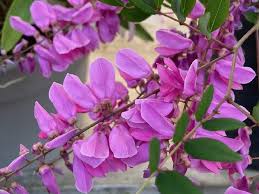 Image result for Indigofera microscypha