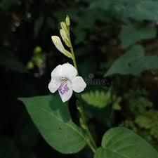 Image result for Asystasia intrusa