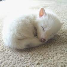Snow cute baby fox pictures. The Internet S Cutest Snow White Fox Is Growing Up Bored Panda