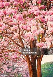 Image result for Tabebuia heterophylla
