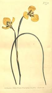 Image result for Moraea bella