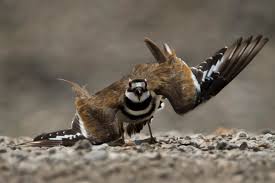 When i was taking princess sugar pie to visit fort sanders sevier senior center in sevierville, tennessee, i took an unusual video of a wild female killdeer. Killdeer Help Control The Insect Population Help Them By Ceasing The Use Of Pesticides