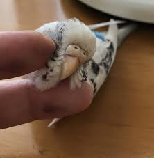 インコ 死亡