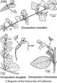 Image result for Clinopodium