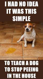 If You Can Teach Your Pet These Fundamental Abilities And Commands You Can Ensure A Tranquil Cohabitation In T Dogs Peeing In House Dog Pee Dog Potty Training