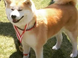 Hachiko Akita Inu Yavrulari Kopek Satis