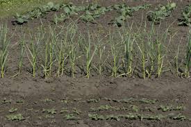 Fall is the ultimate best time to plant garlic, after the autumnal equinox in late september. Fall Season Vegetable Planting Best Time To Plant Cold Weather Crops For Fall