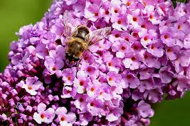 This list of annuals and perennials that support and attract butterflies is a it's called a butterfly bush for a reason. 32 Plants Flowers That Attract Butterflies To Your Garden Home Stratosphere