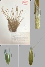 Image result for Agrostis quinqueseta