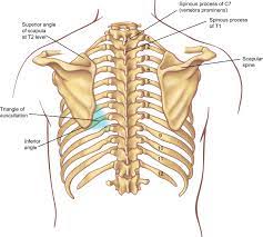 You can click the image to magnify if you cannot see clearly. Surface Anatomy And Surface Landmarks For Thoracic Surgery Sciencedirect