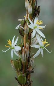 Image result for Chlorophytum bowkeri