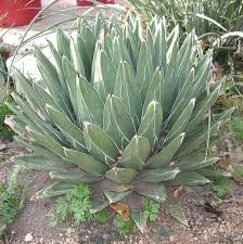 Image result for Agave
