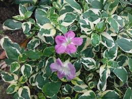 Image result for Asystasia vogeliana