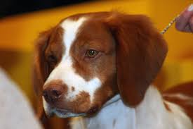 Get your happy doggie here! Brittany Dog Wikiwand
