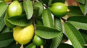 Manfaat dau jambu biji yang khasiat nya banyak sekali termasuk untuk wajah.adapun manfaat lain nya bisa di buat minuman yg khasiat nya bisa menyembuh kan. Masker Daun Jambu Biji Untuk Cerahkan Kulit Hilangkan Jerawat Beauty Fimela Com