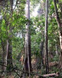 Image result for Commiphora fulvotomentosa