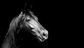 Maybe you would like to learn more about one of these? Free Download Best Dark Horse Background Wallpaper Wallpapers Emoji 1256x721 For Your Desktop Mobile Tablet Explore 50 Darkhorse Wallpaper Darkhorse Wallpaper