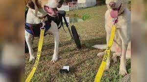 Special Needs Dog Tie The Knot Wthr Com