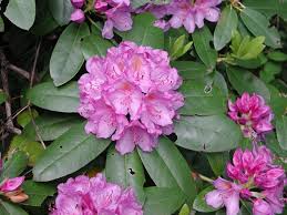 Rhododendron Wild Mountain Laurels Garden Beds Rhododendron Plants