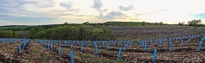 We did not find results for: Grow Tube Shelters For Vines Orchard Trees Blue X Grow Tubes