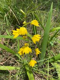 Image result for Eulophia sp. nov.