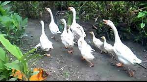 We did not find results for: Mengejar Angsa Makan Jemuran Padi Lagu Anak Potong Bebek Angsa Lirik Lagu Potong Bebek Angsa Youtube